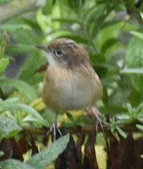 Cisticola juncidis