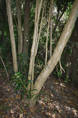 Dracaena angustifolia