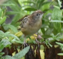 Cisticola juncidis