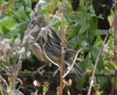 Cisticola juncidis