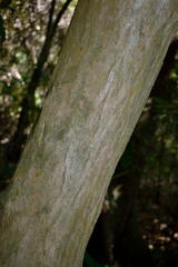 Dracaena angustifolia