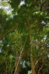 Dracaena angustifolia