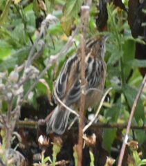 Cisticola juncidis