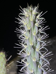 Cylindropuntia