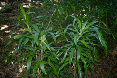 Dracaena angustifolia