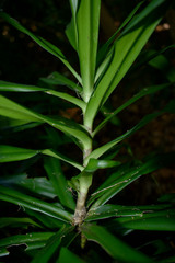 Dracaena angustifolia