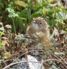 Cisticola juncidis