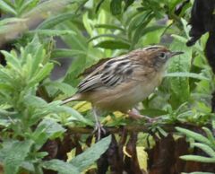 Cisticola juncidis