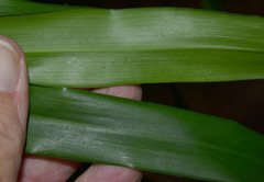 Dracaena angustifolia