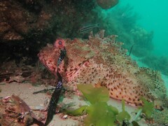 Scorpaena jacksoniensis