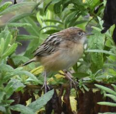 Cisticola juncidis