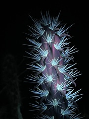 Cylindropuntia