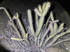 Cylindropuntia