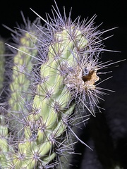 Cylindropuntia