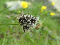 Carex foetida