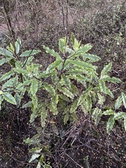 Pittosporum eugenioides