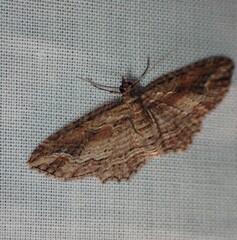 Chloroclystis filata