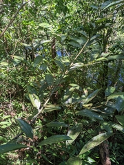 Cinnamomum austrosinense