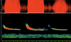 Perimyotis subflavus