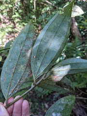 Cinnamomum austrosinense