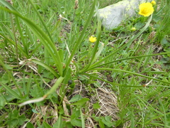Carex foetida