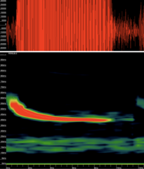 Perimyotis subflavus