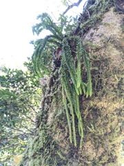 Phlegmariurus fordii