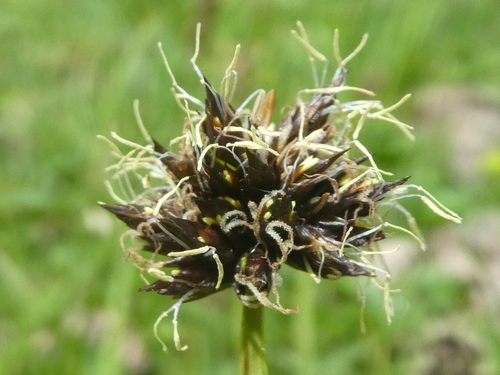 Carex foetida (Carex foetida)