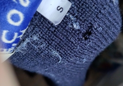 Tineola bisselliella