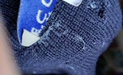 Tineola bisselliella