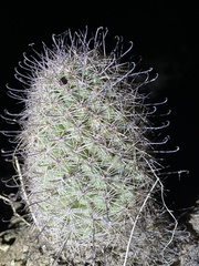 Mammillaria dioica dioica