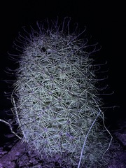 Mammillaria dioica dioica