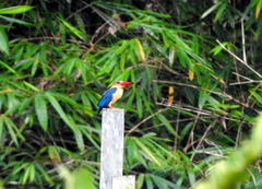 Pelargopsis capensis