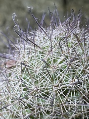 Mammillaria dioica dioica