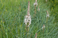 Asphodelus albus