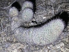 Mammillaria dioica dioica