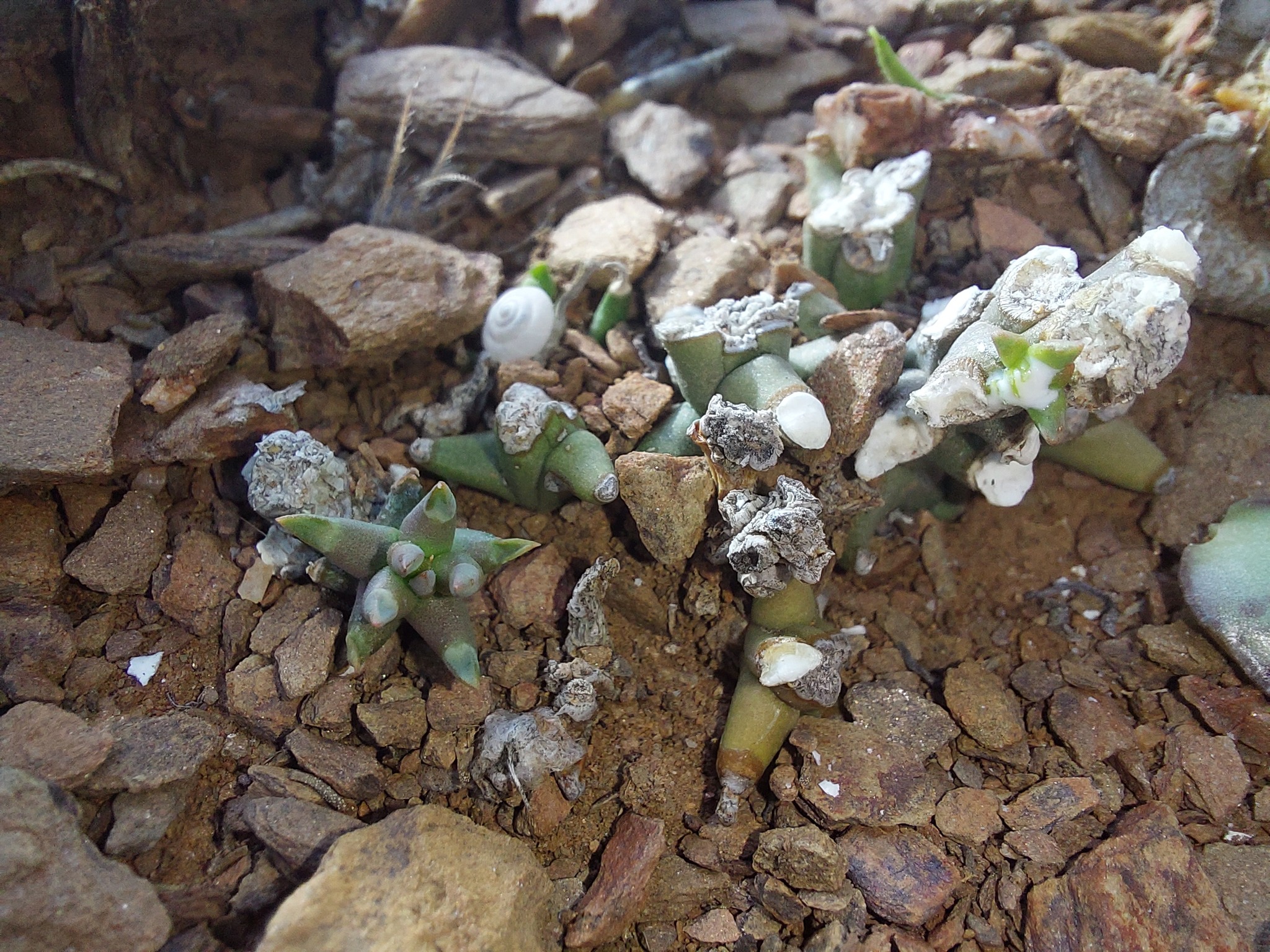 Euphorbia patula