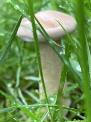 Agaricus arvensis
