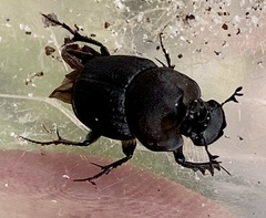 Onthophagus