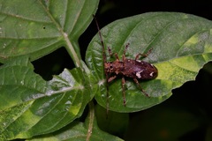 Pseudhammus occipitalis