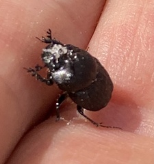 Onthophagus