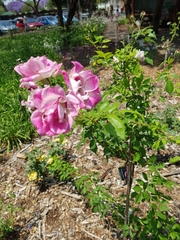 Rosa iberica