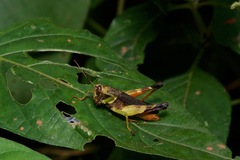 Coptacrinae