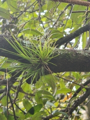 Tillandsia setacea