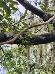 Tillandsia setacea