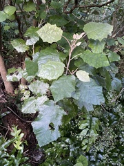 Brachyglottis repanda