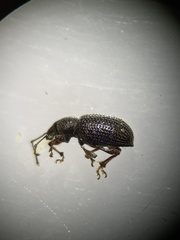 Otiorhynchus cribricollis