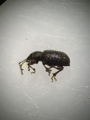 Otiorhynchus cribricollis