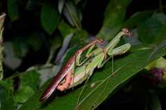 Polyspilota aeruginosa