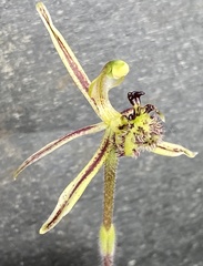 Caladenia barbarossa